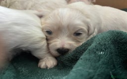 Mixed Breed dogs for sale: READY 🩷🩵F1 Coton de tulear  cross Maltese 😍 - Image 10