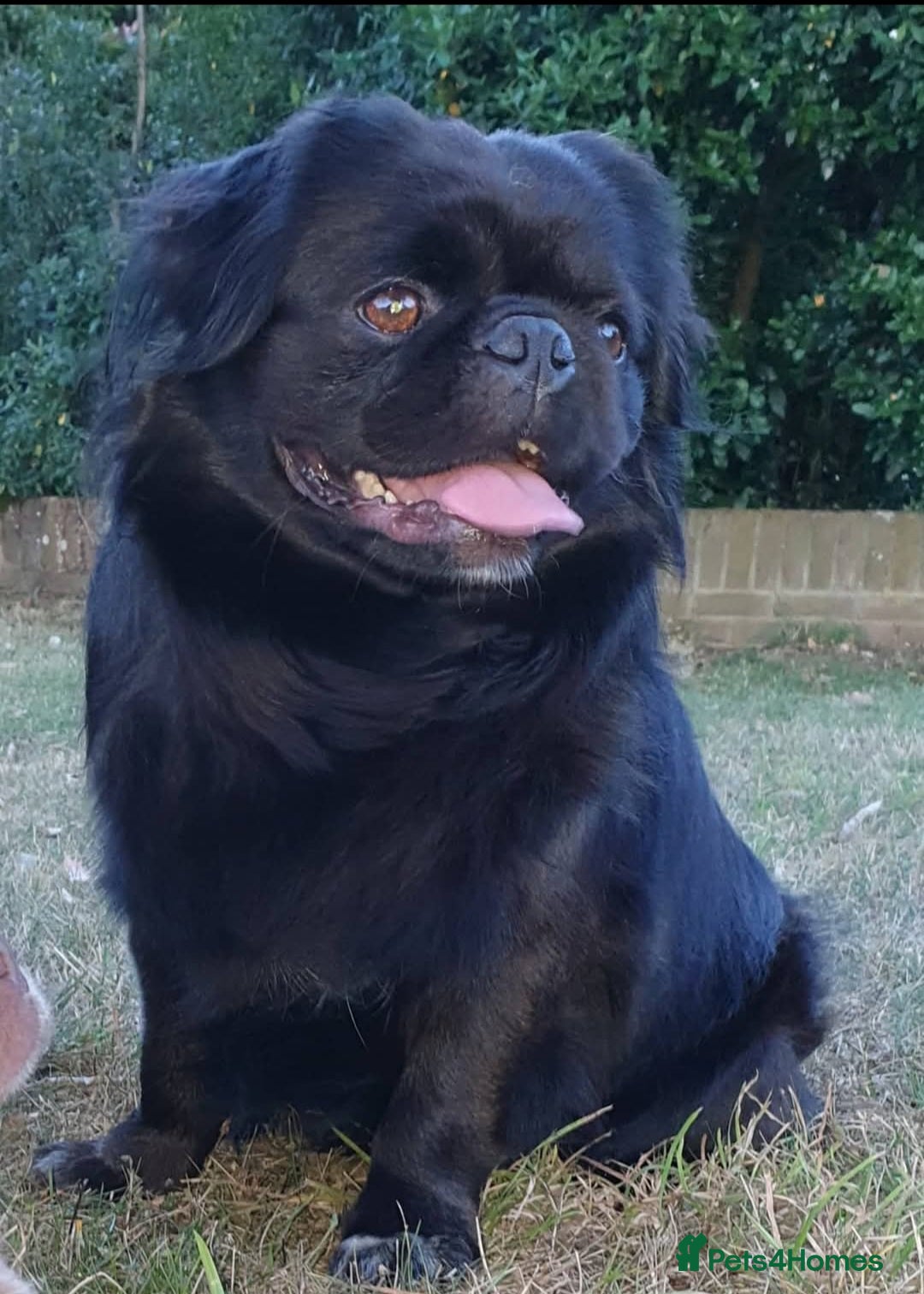 Pug dogs for stud: FLUFFY PUG STUD Blue Choc Black Tan carrier Husky - Advert 6