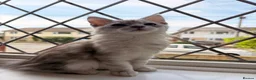 Maine Coon cats for sale: Majestic Maine coon Kittens - Advert 13