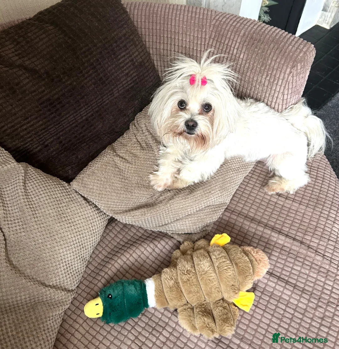 Mixed Breed dogs for sale: 5 beautiful Mauxie for sale  - Advert 36