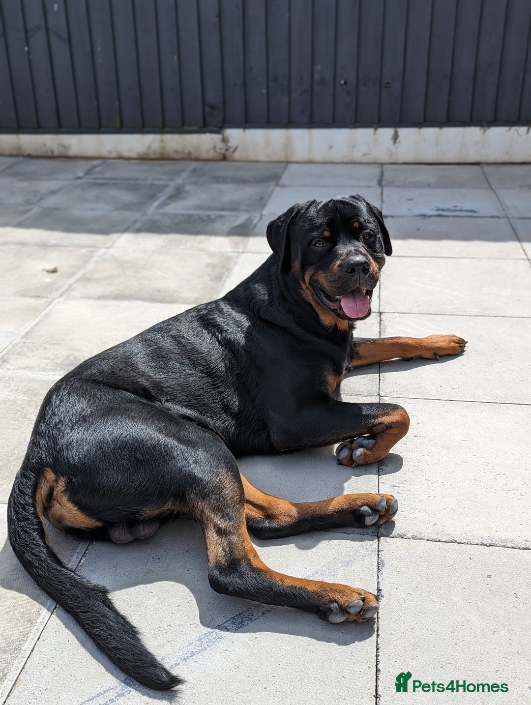 Rottweiler dogs for stud: Rottweiler for STUD only (not for sale/rehoming) - Advert 14