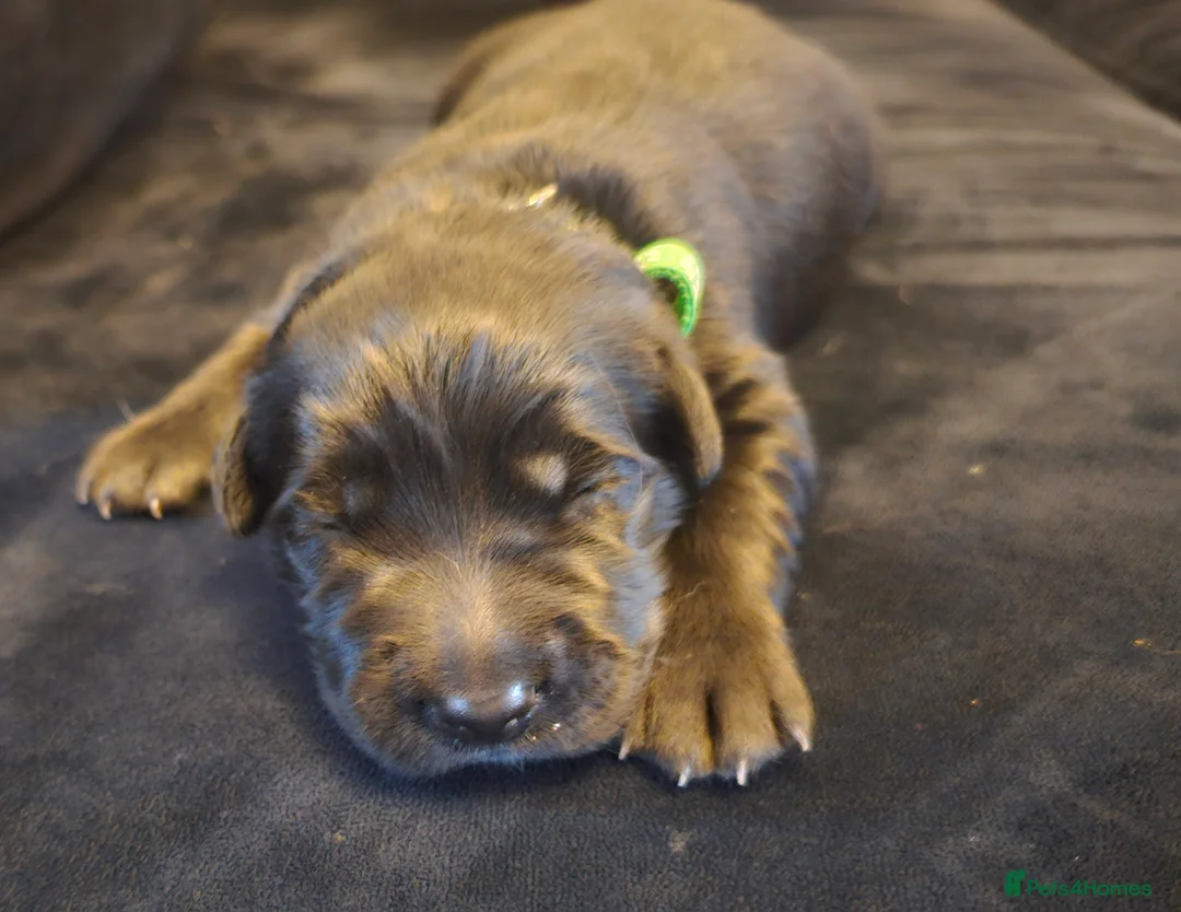 Mixed Breed dogs for sale: Golden Shepherd pup - Advert 12