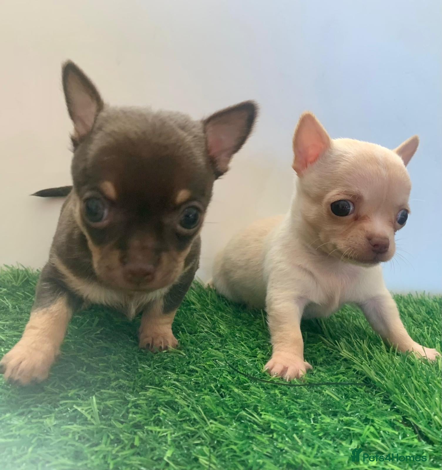 Chihuahua dogs Tiny chihuahua puppies ready for new home  - Advert 2