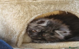 Maine Coon cats for sale: Beautiful maine coon kittens  - Image 3