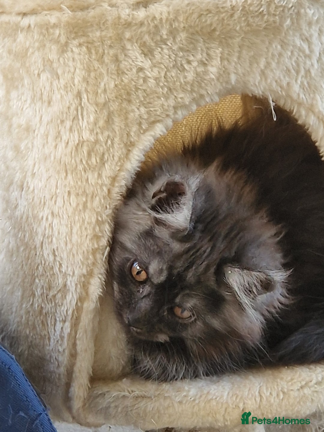 Maine Coon cats for sale: Beautiful maine coon kittens  - Image 3