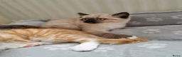 Mixed Breed cats for sale: Kitten - Advert 5