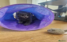 British Shorthair cats for sale: Hurry up 3 🕢Beautiful Scottish fold kitten left in Hatfield - Image 12