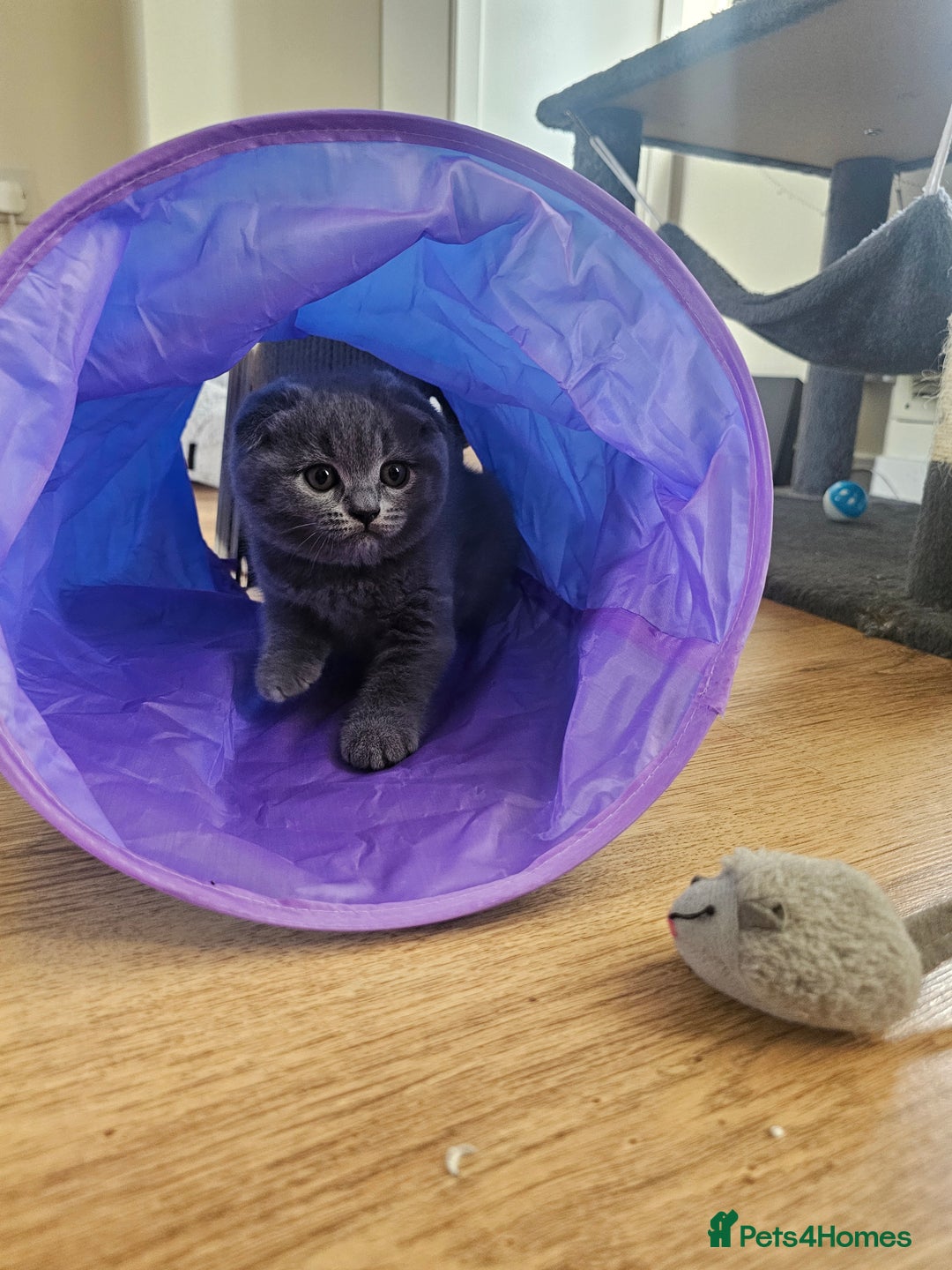 British Shorthair cats for sale: Hurry up 3 🕢Beautiful Scottish fold kitten left in Hatfield - Image 12