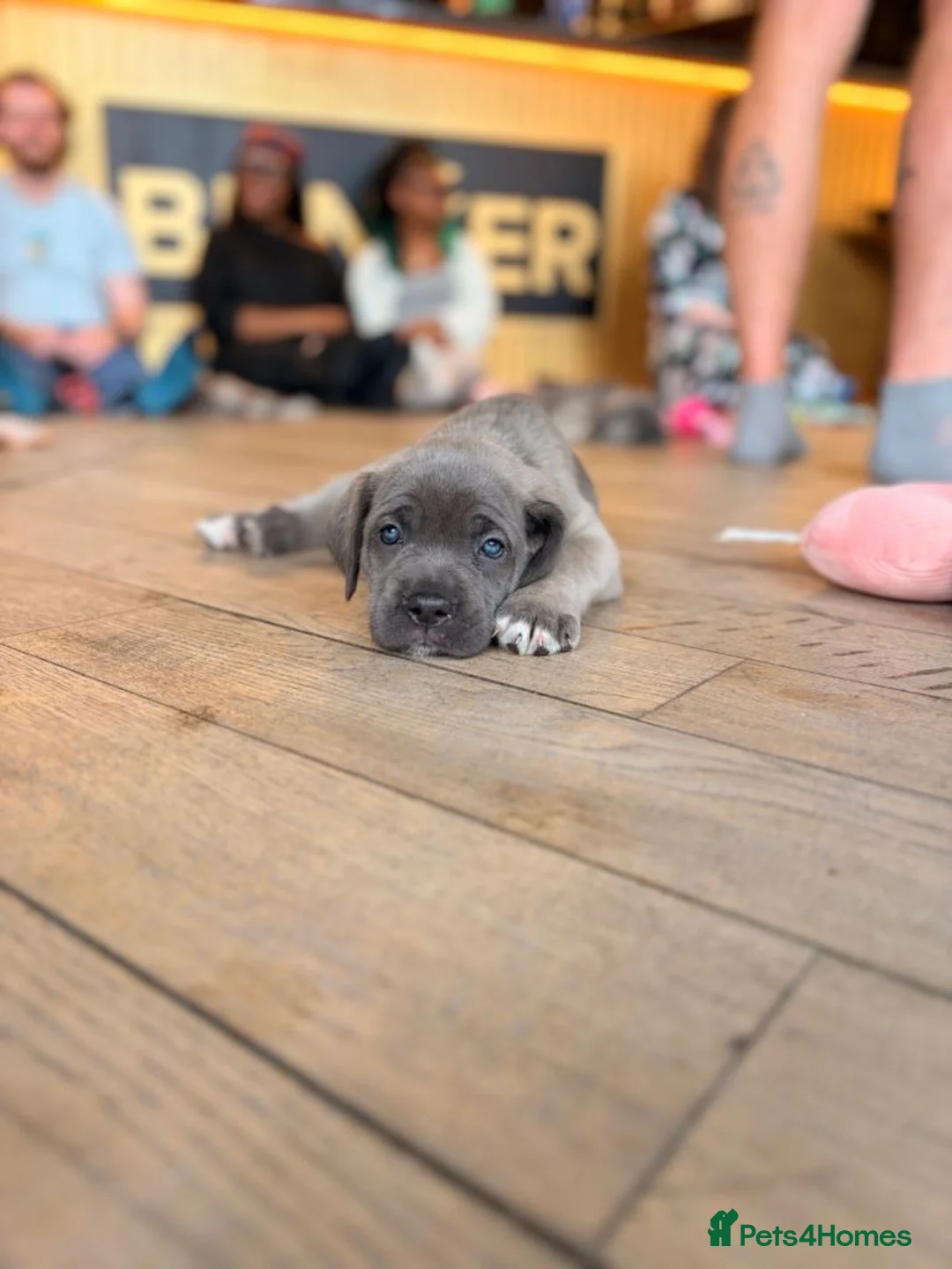 Cane Corso dogs for sale: Cane Corso Puppies with Ancient Noble Heritage - Advert 2