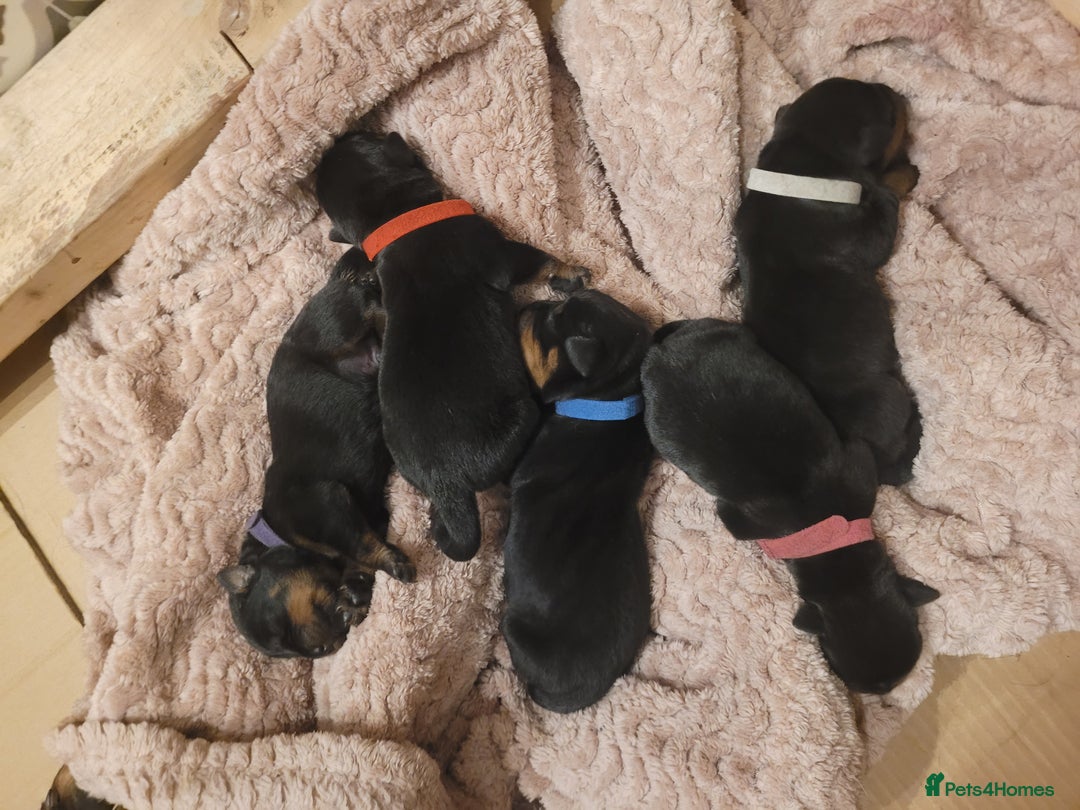 Rottweiler dogs for sale: Giant rottweiler pups,bred 4 size/health/temprment - Advert 26