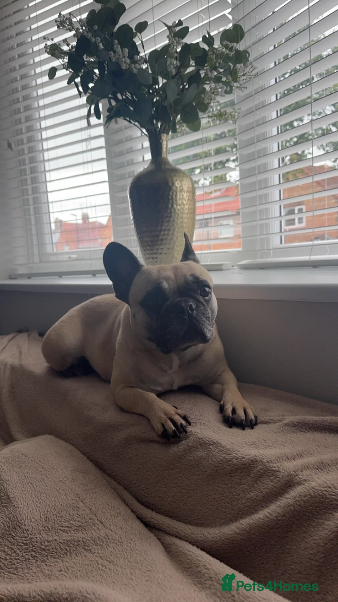 French Bulldog dogs for sale: Loving Home Wanted - Frenchie  - Advert 2