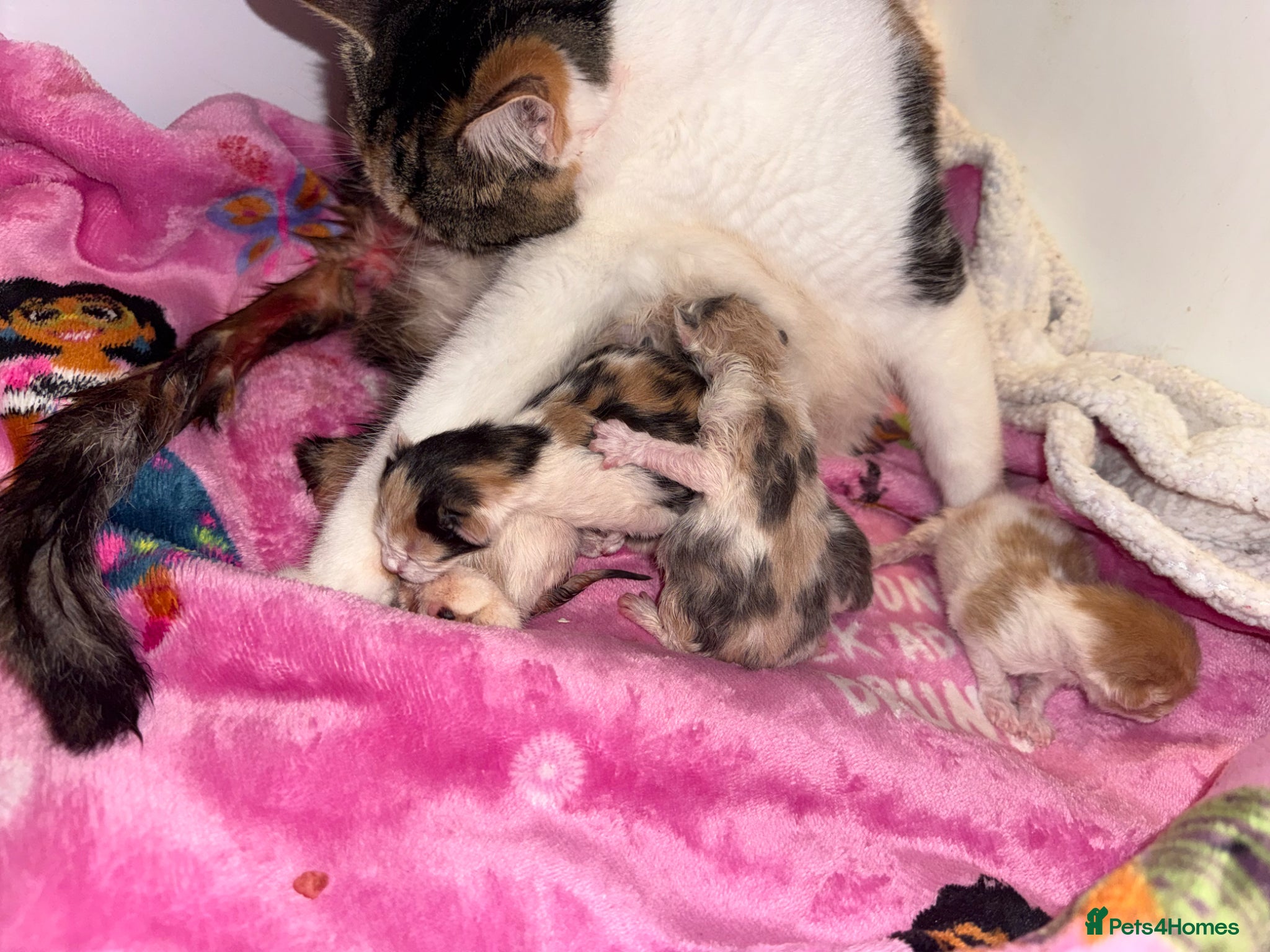 Mixed Breed cats 4 female diluted calico which/ Maine coon  - Advert 2