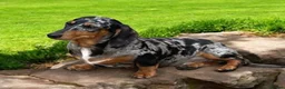 Miniature Dachshund dogs for sale: Beautiful LH & SH Dapples Miniature Dachshund Pups - Advert 8