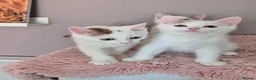 Munchkin cats for sale: Beautiful Munchkin kittens  - Advert 11