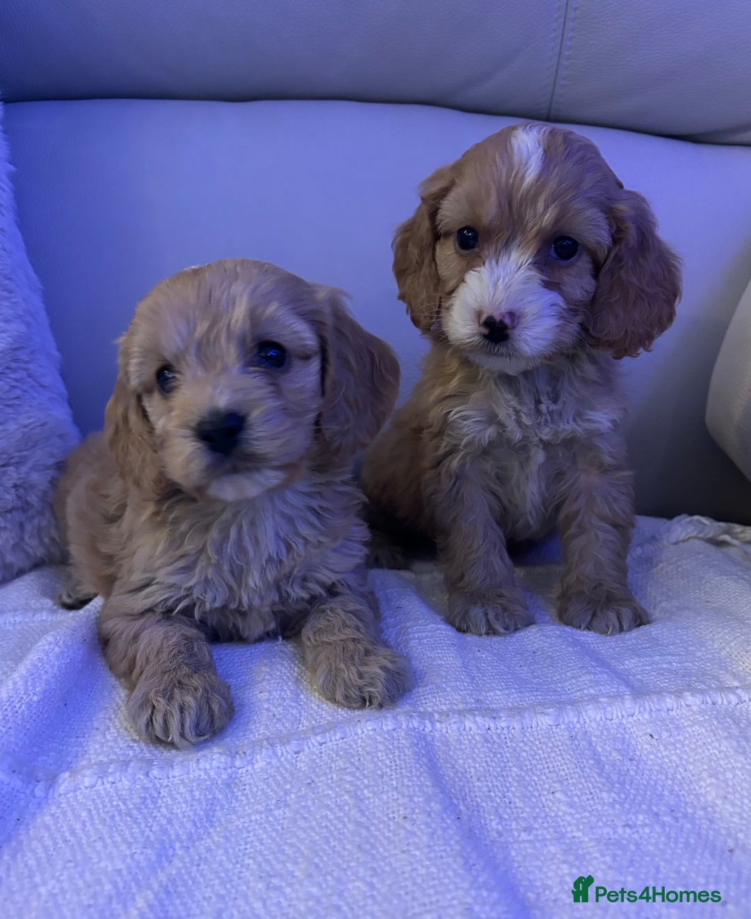 Cockapoo dogs for sale: 🐶🐶 cockerpoo puppies 🐶🐶 - Advert 15