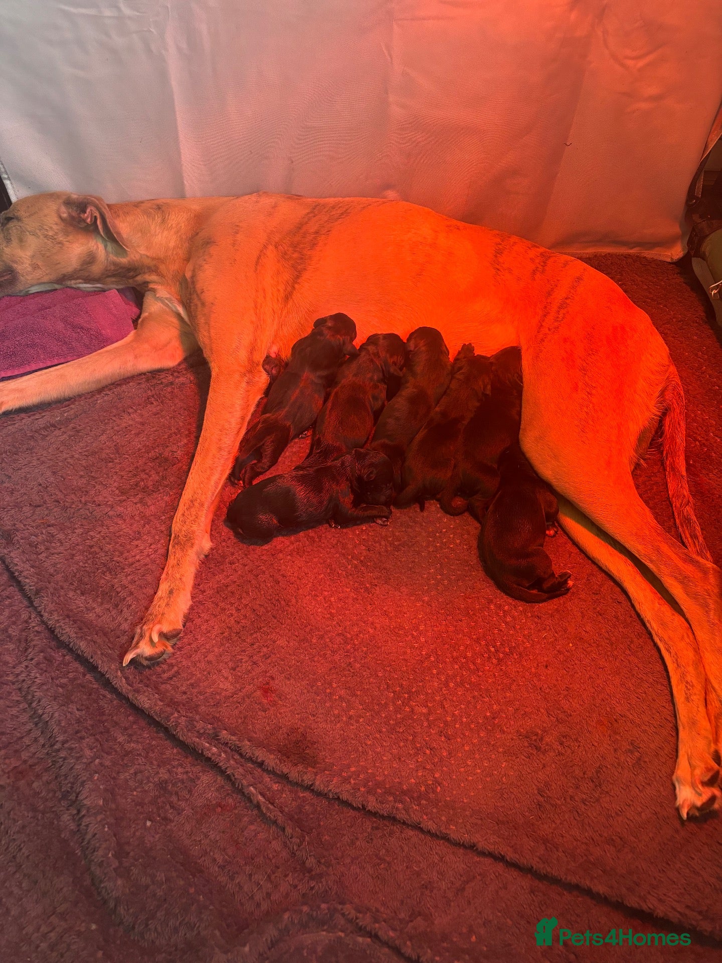Lurcher dogs Collie greyhound whippet greyhound Lurcher pups  - Advert 1