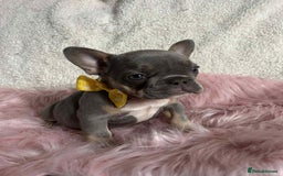 French Bulldog dogs for sale: KC Reg lilac & tan velvet French Bulldog - Image 2