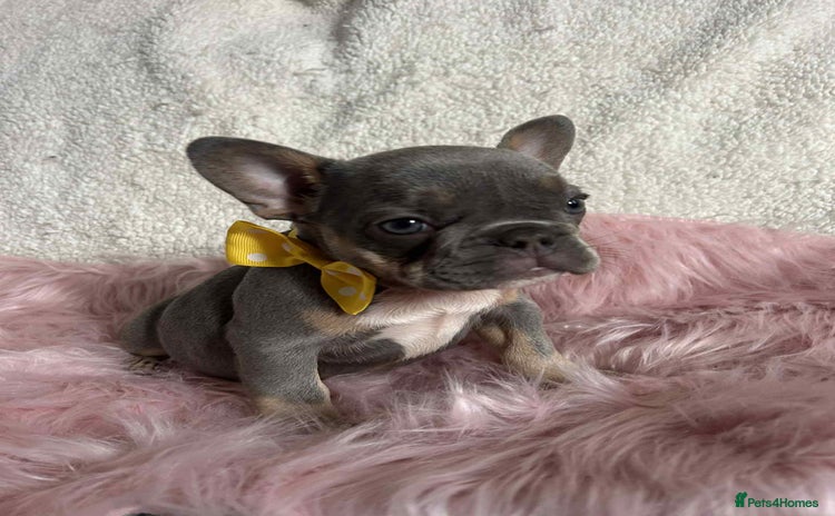 French Bulldog dogs - Advert 2