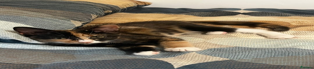 Mixed Breed Kitten 4