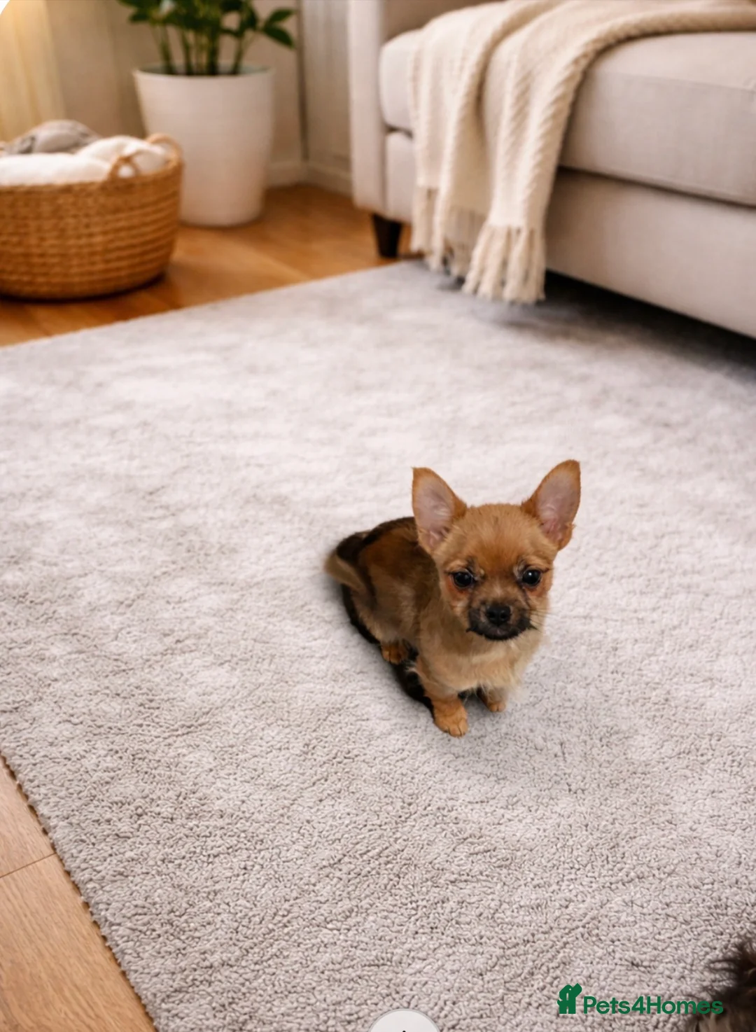 Mixed Breed dogs for sale: Last 1 boy left tiny Pomeranian Yorkies puppies - Advert 2