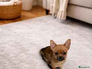 Mixed Breed dogs Last 1 boy left tiny Pomeranian Yorkies puppies - Advert 3