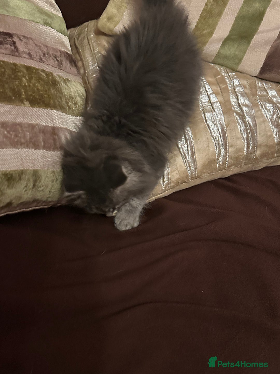 Mixed Breed cats for sale: Stunning fluffy grey boy - Advert 6