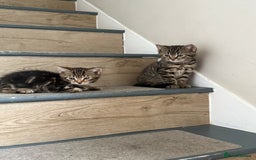 Mixed Breed cats for sale: British shorthair cross kittens  - Image 8
