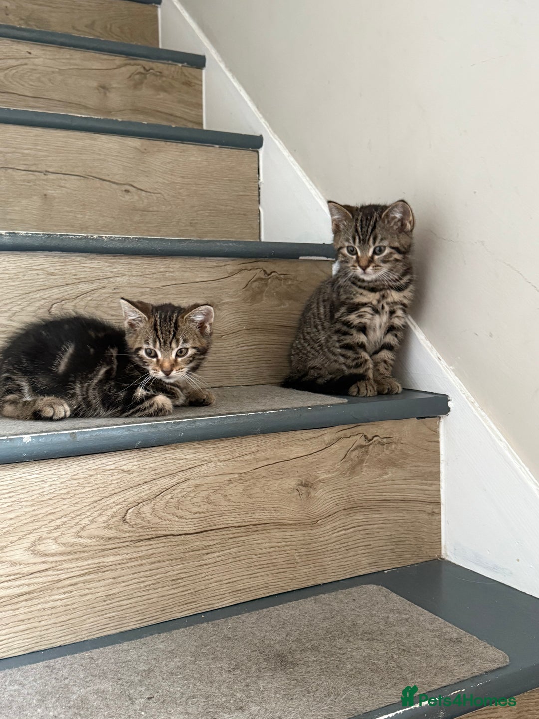 Mixed Breed cats for sale: British shorthair cross kittens  - Image 8