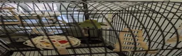 Ringnecks birds for sale: Indian ringneck parrot with full setup  - Advert 6