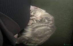 British Shorthair cats for sale: Beautiful 11 week old kitten  - Image 4