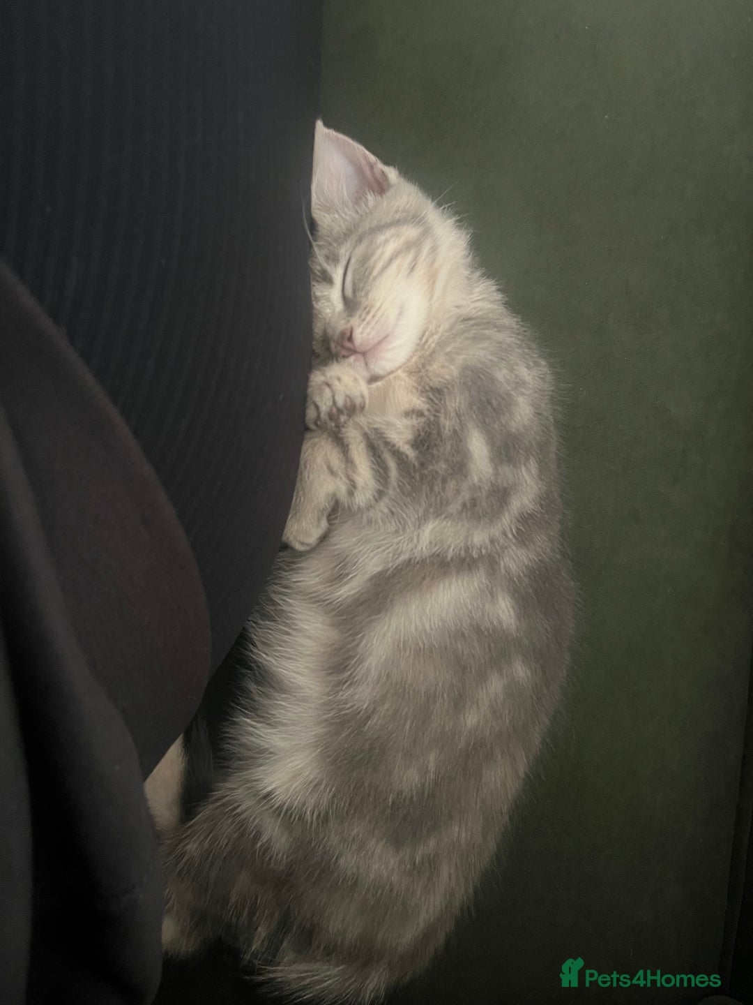 British Shorthair cats for sale: Beautiful 11 week old kitten  - Image 4