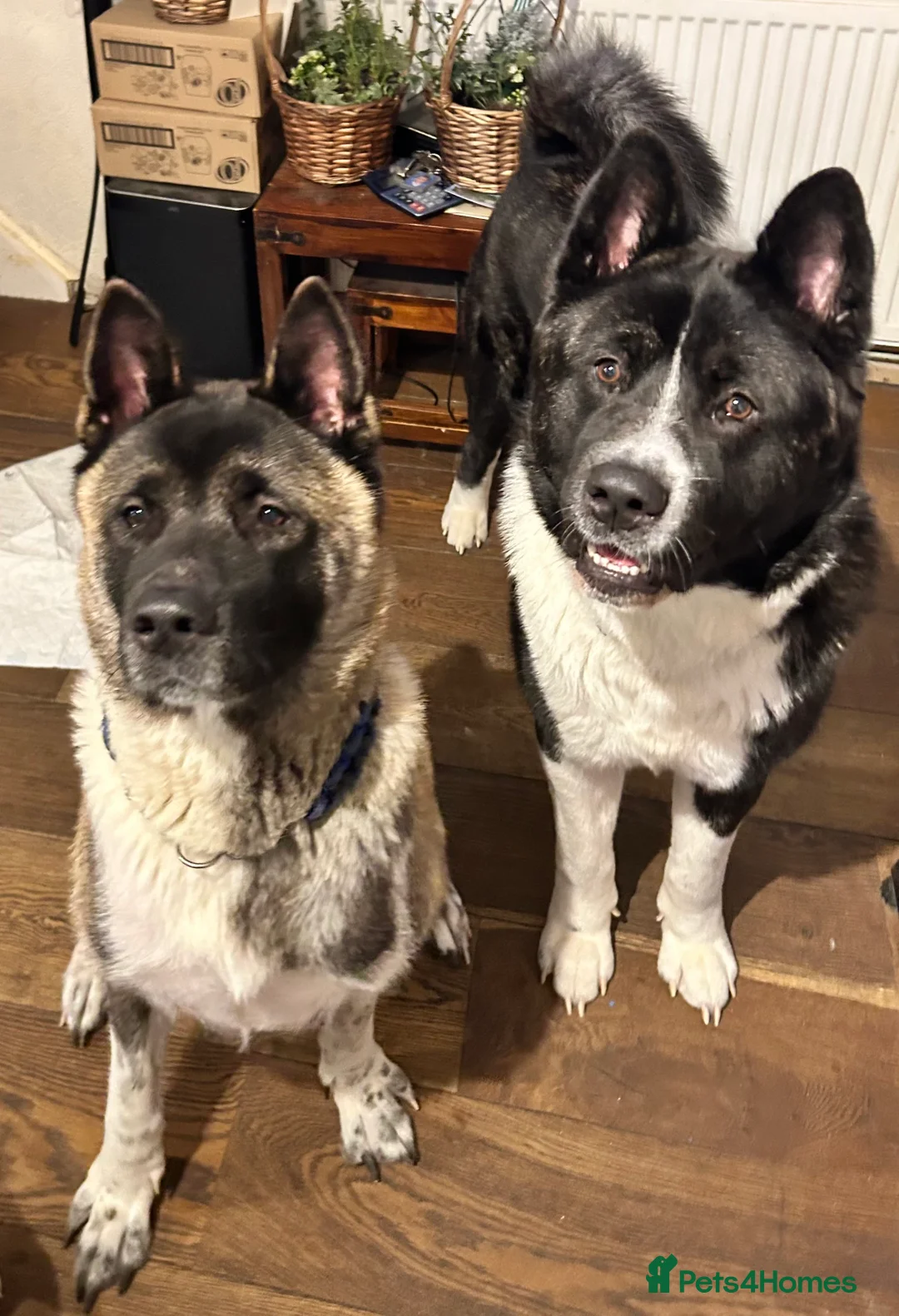 Akita dogs for sale: American Akita Puppy - Advert 3