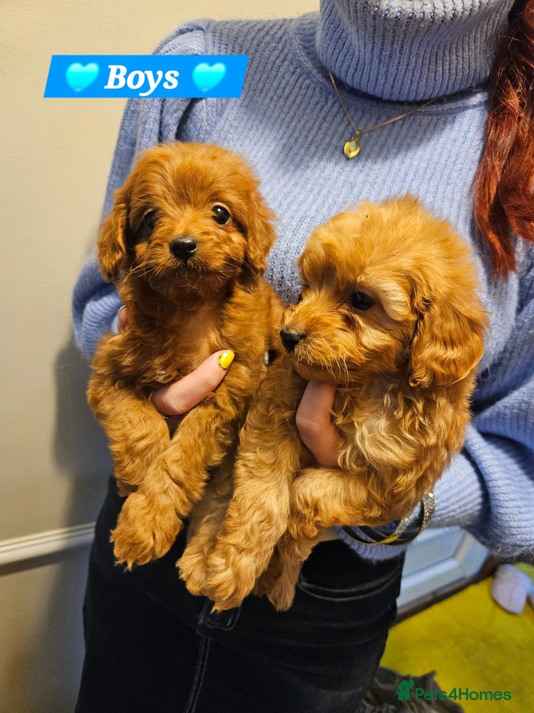Cavapoo dogs for sale: 🩵🫧 4 Cavapoo Puppies 🫧🩵 - Advert 1