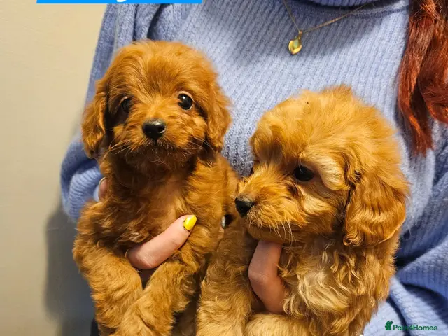 Cavapoo dogs for sale: 🩵🫧 4 Cavapoo Puppies 🫧🩵 - Advert 1