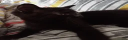 British Shorthair cats for sale: 2 male kittens currently 7weeks old in Birkenhead - Advert 3