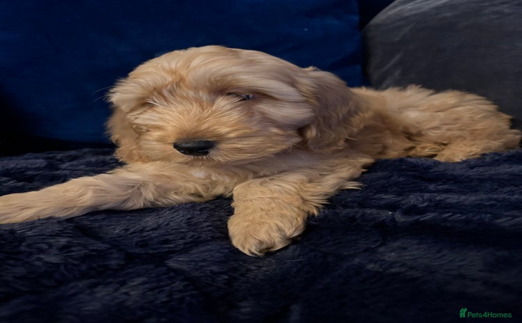 Cockapoo dogs - Advert 15