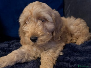 Cockapoo dogs - Advert 5