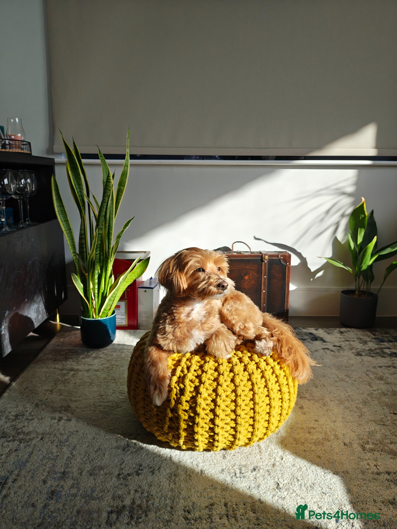 Maltipoo dogs Appa the maltipoo needs a forever home ❤️ - Advert 1