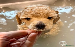 Toy Poodle dogs for sale: KC Toy Poodle Puppies - Image 17