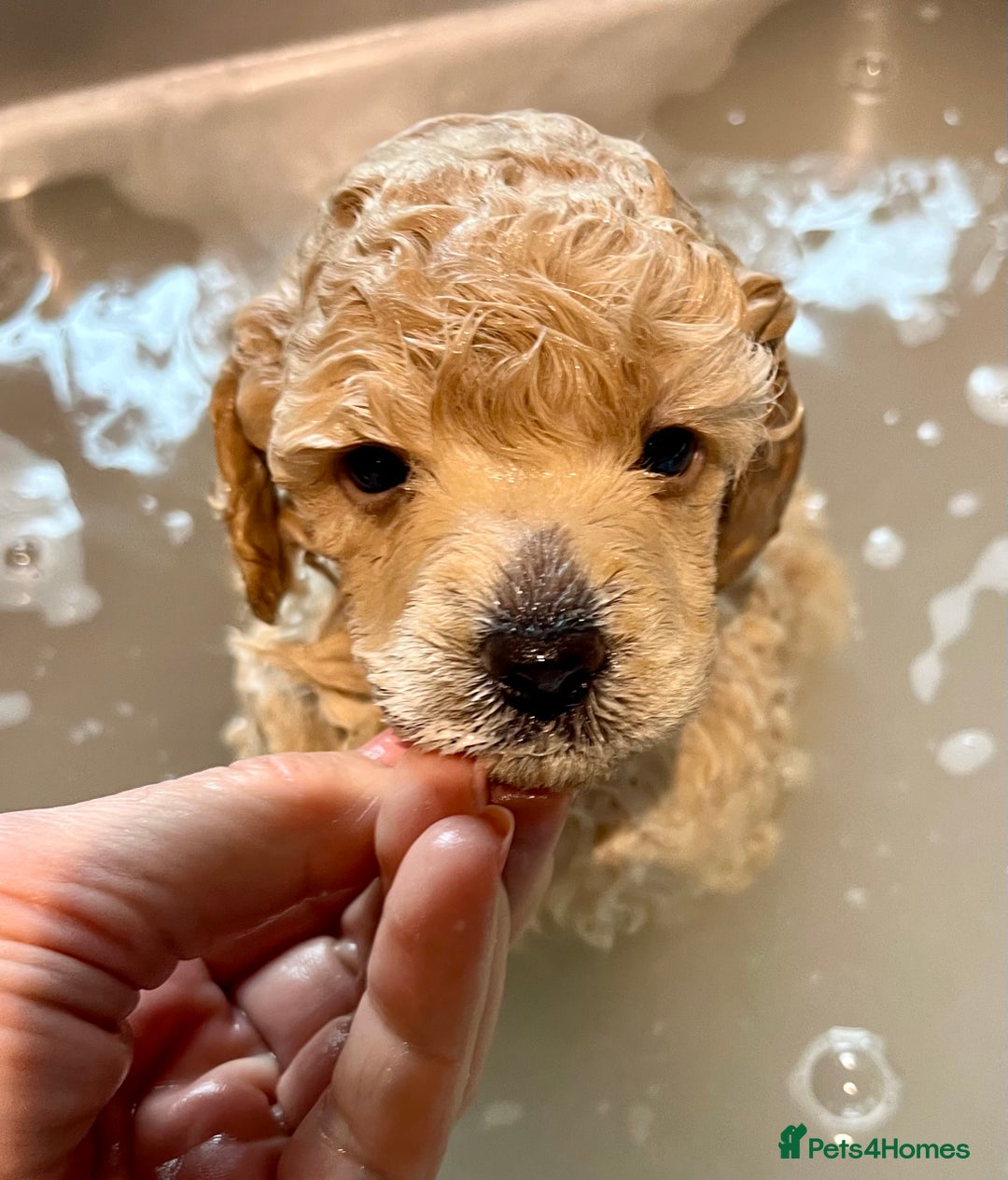 Toy Poodle dogs for sale: KC Toy Poodle Puppies - Image 17