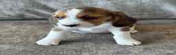 Beagle dogs for sale: 🐶 BEAUTIFUL KC REGISTERED CHUNKY BEAGLE PUPPIES🐶 - Advert 15