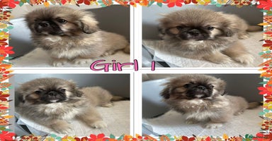 Pekingese dogs in Kettering - Advert 1