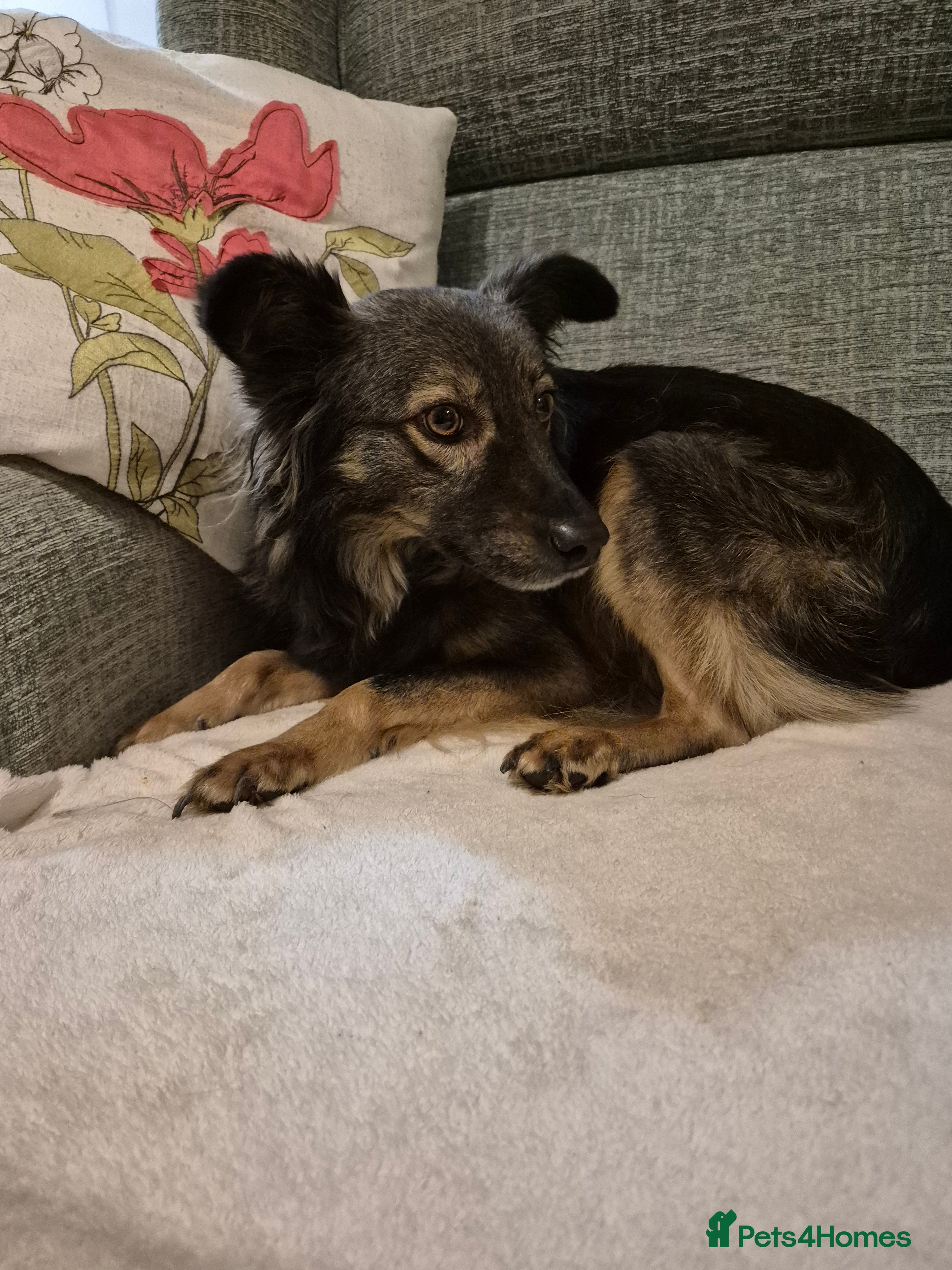 Mixed Breed dogs Senna (Betty) - Advert 1