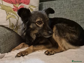 Mixed Breed dogs Senna (Betty) - Advert 1