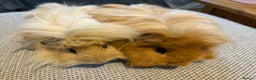 Guinea Pig rodents for sale: Adult and baby guinea pigs - Advert 12