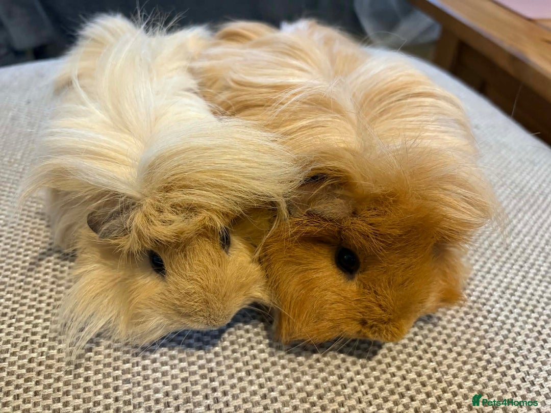 Guinea Pig rodents for sale: Adult and baby guinea pigs - Advert 12