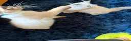 Ragdoll cats for sale: Stunning Ragdoll kittens  - Advert 37