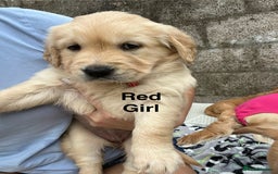 Golden Retriever dogs for sale: Golden retriever puppies  - Image 3