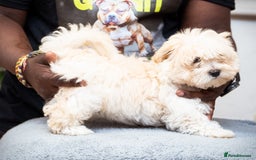 Mixed Breed dogs for sale: Fluffy Bichon Puppies – Friendly & Family Raised - Image 4