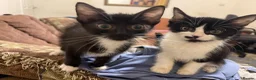 Mixed Breed cats for sale: Kittens ready  - Advert 16